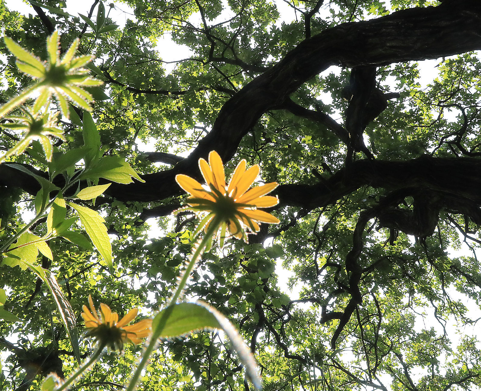 Indian Lake Oak Savanna